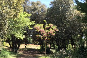 Sous les chênes verts