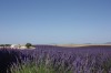 Lavande à la fin du mois de juin à Valensole