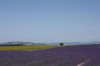 Lavande à la fin du mois de juin