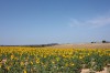 Champs de tournesol, de blé et de lavande