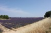 Champs de lavande à Valensole