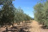 Les alentours des Olivettes