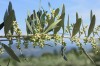 Floraisons des oliviers fin juin