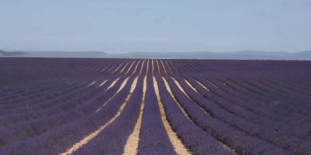 Un champ de lavande